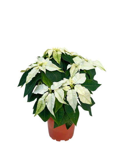 Αλεξανδρινό Λευκό Φ13εκ.