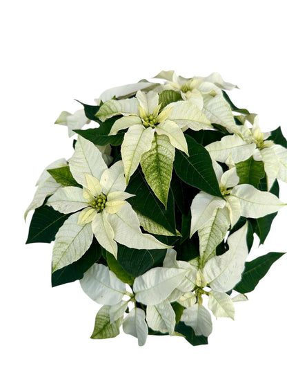 Αλεξανδρινό Λευκό Φ13εκ.