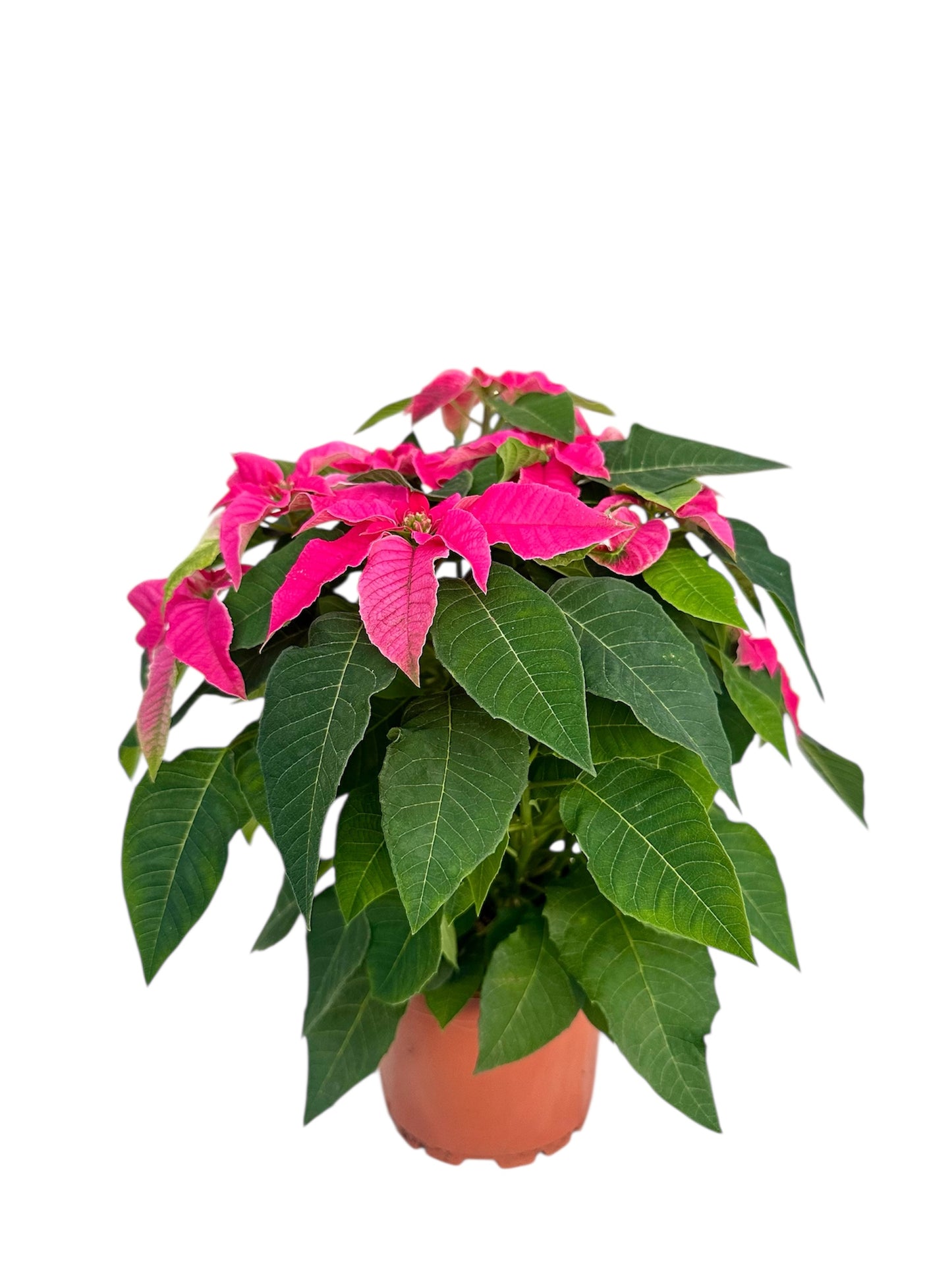 Αλεξανδρινό Φούξια Φ13εκ.