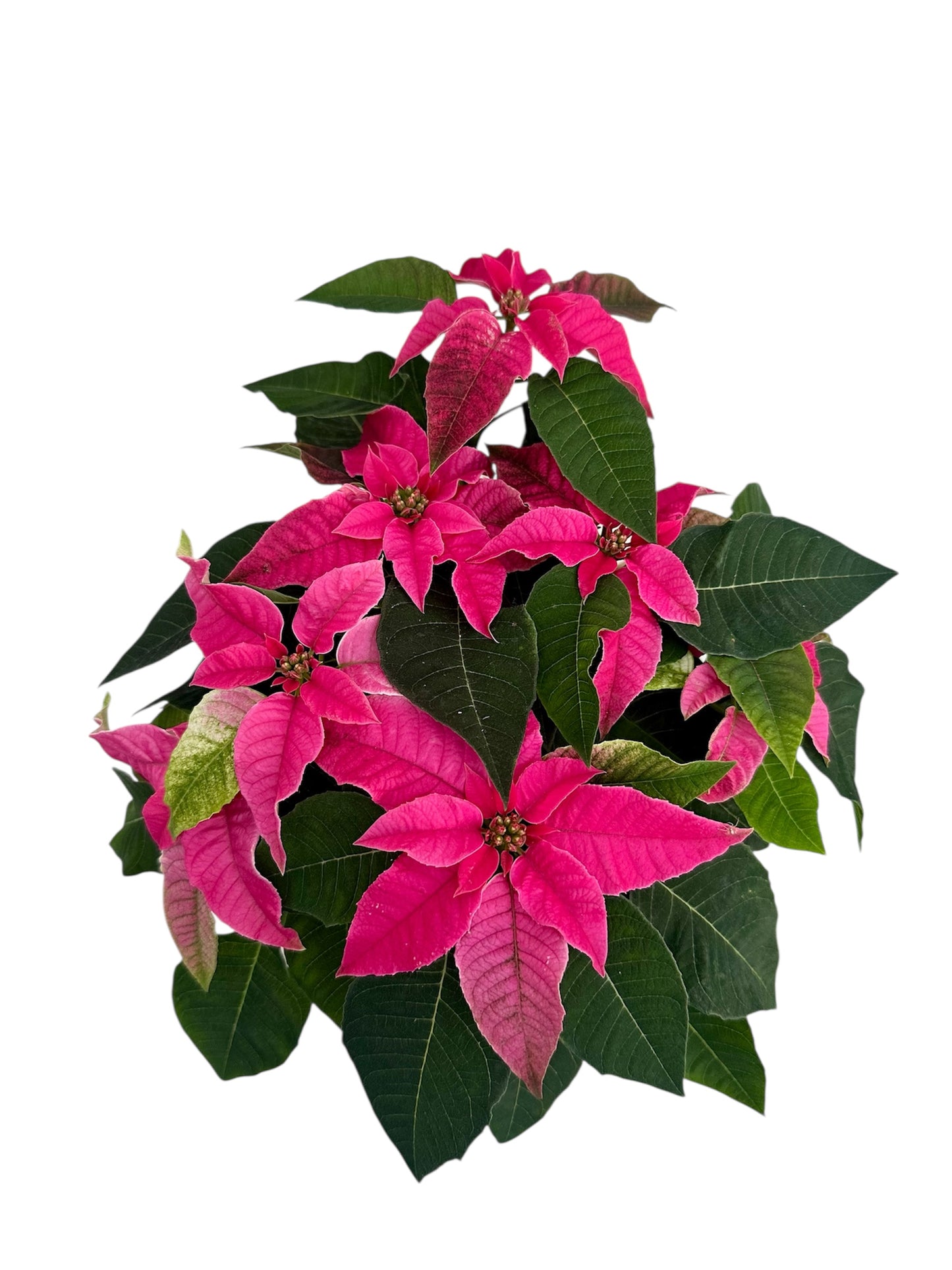 Αλεξανδρινό Φούξια Φ13εκ.