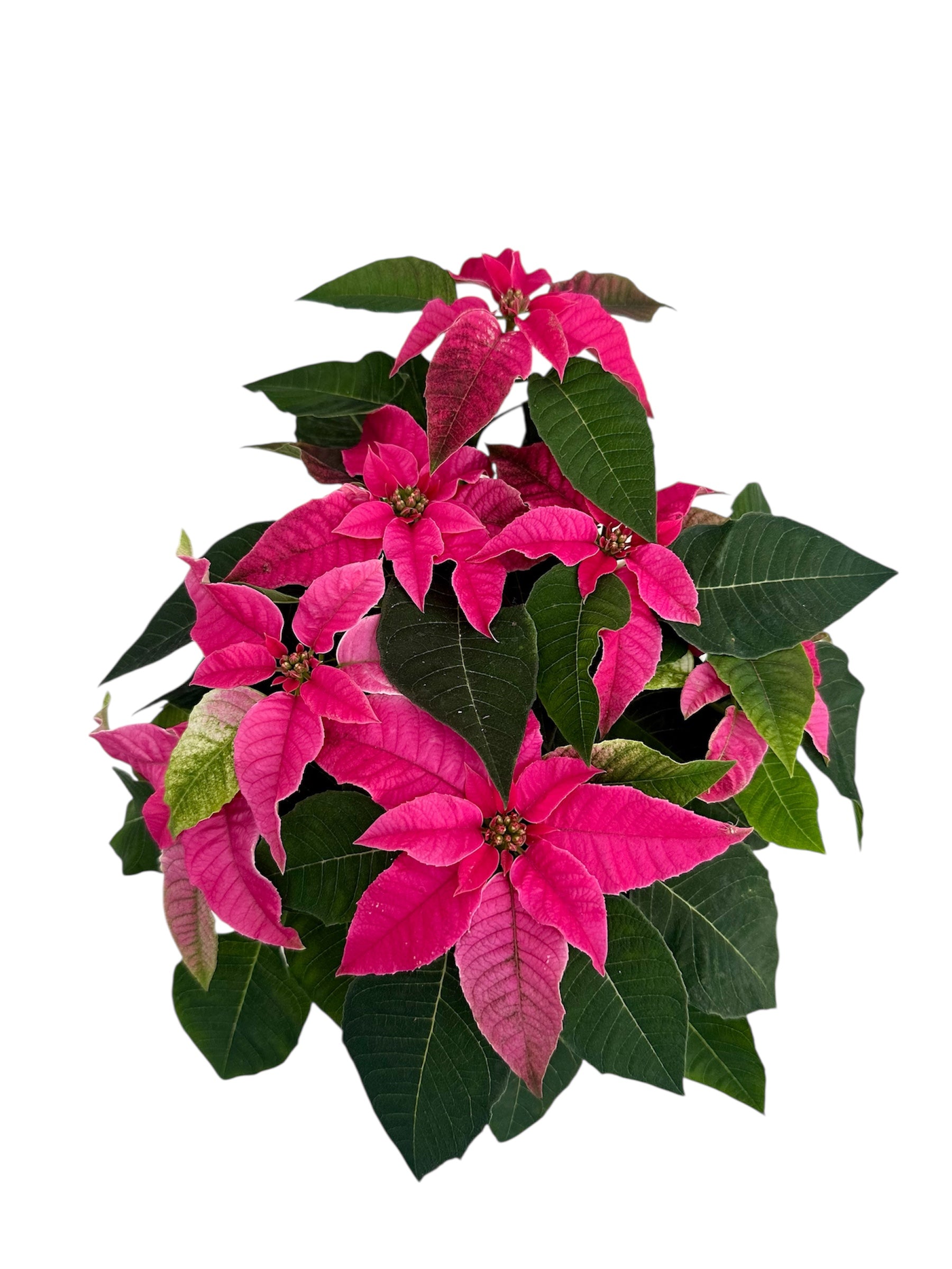 Αλεξανδρινό Φούξια Φ13εκ.