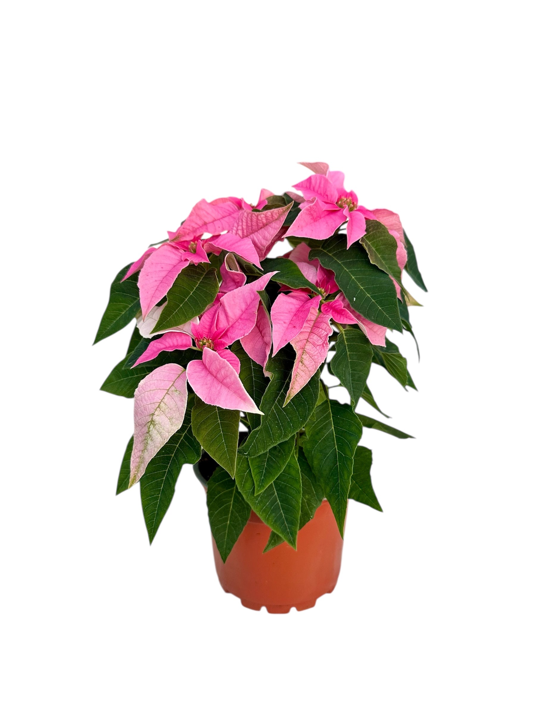 Αλεξανδρινό Ροζ Φ13εκ.