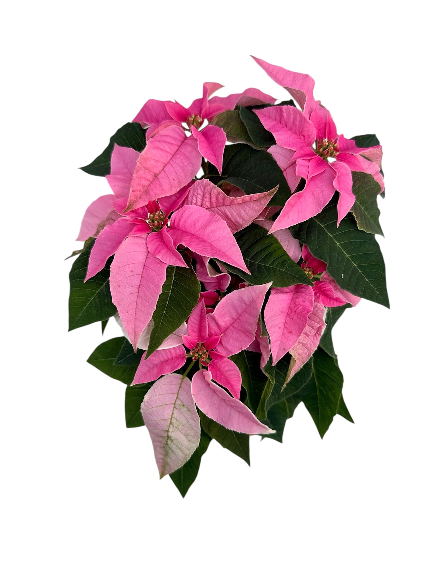 Αλεξανδρινό Ροζ Φ13εκ.