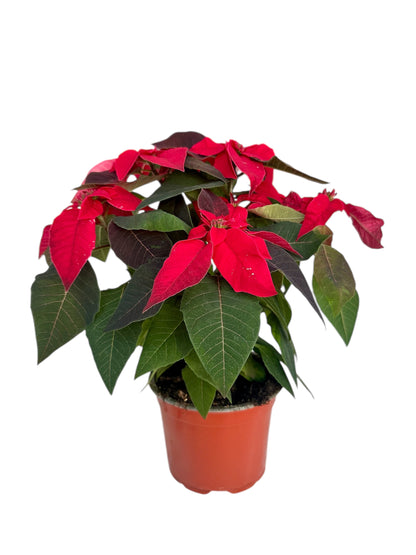 Αλεξανδρινό Κόκκινο Φ13εκ.