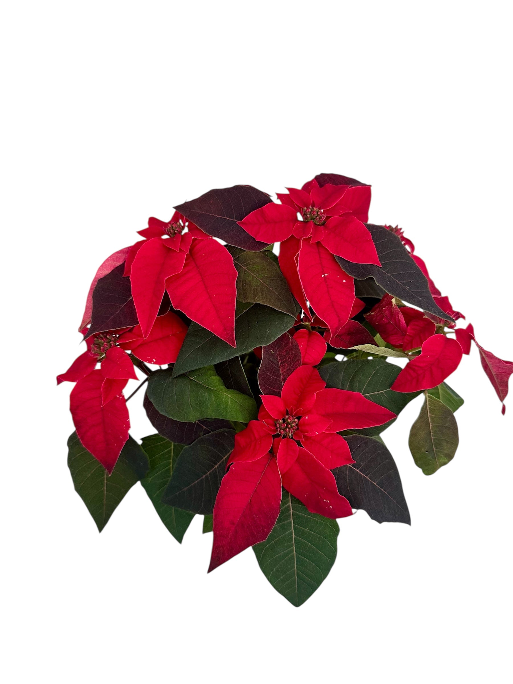 Αλεξανδρινό Κόκκινο Φ13εκ.