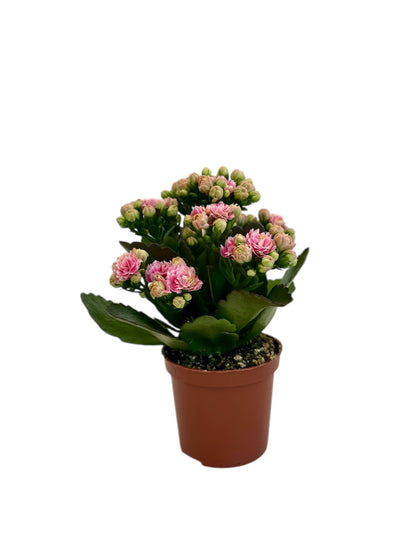 Παχύφυτο Καλαγχόη καλαντίβα ροζ Φ7εκ.