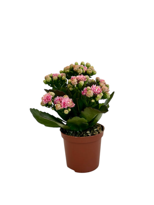 Παχύφυτο Καλαγχόη καλαντίβα ροζ Φ7εκ.