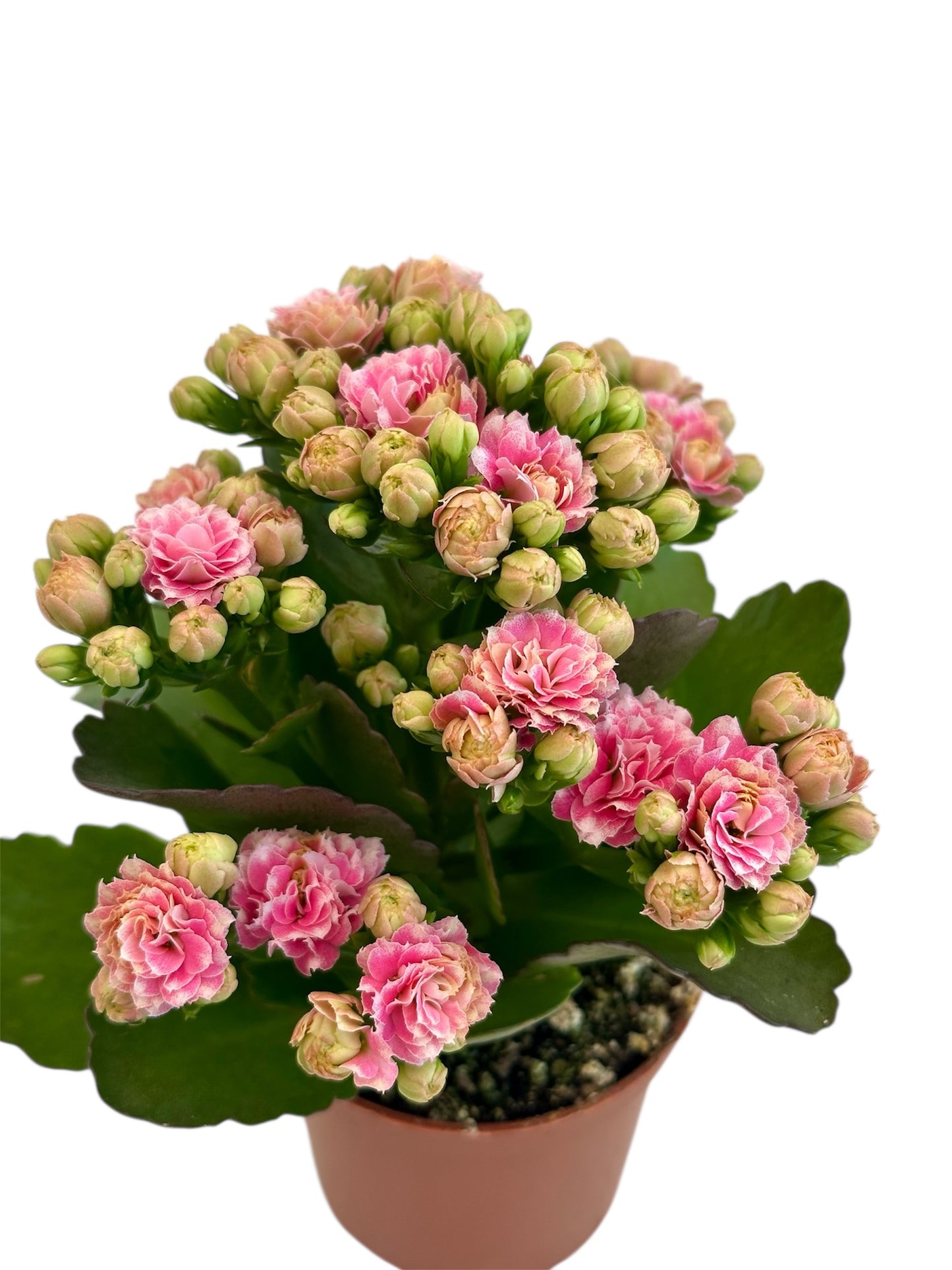 Παχύφυτο Καλαγχόη καλαντίβα ροζ Φ7εκ.