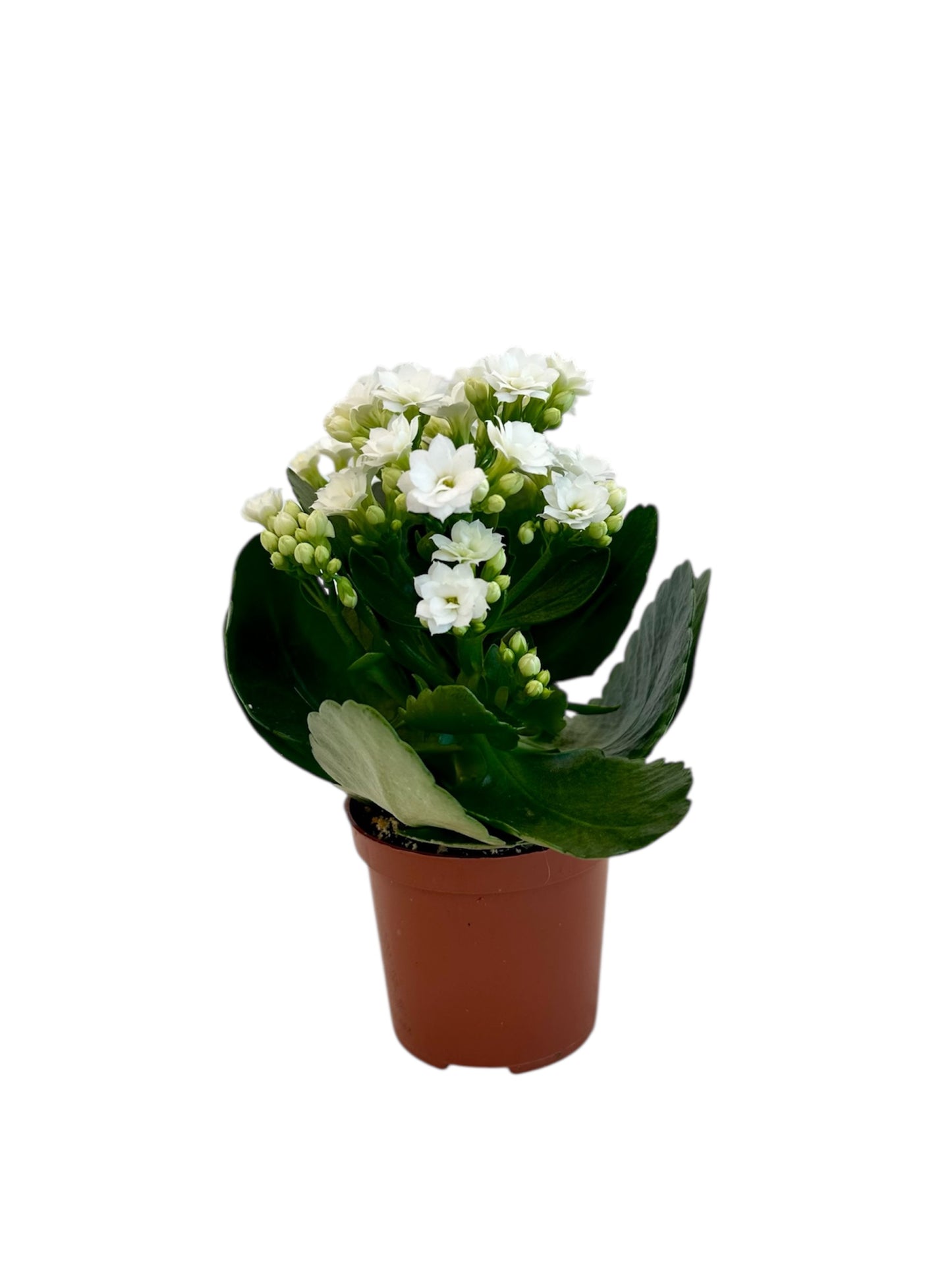 Παχύφυτο Καλαγχόη καλαντίβα λευκό Φ7εκ.