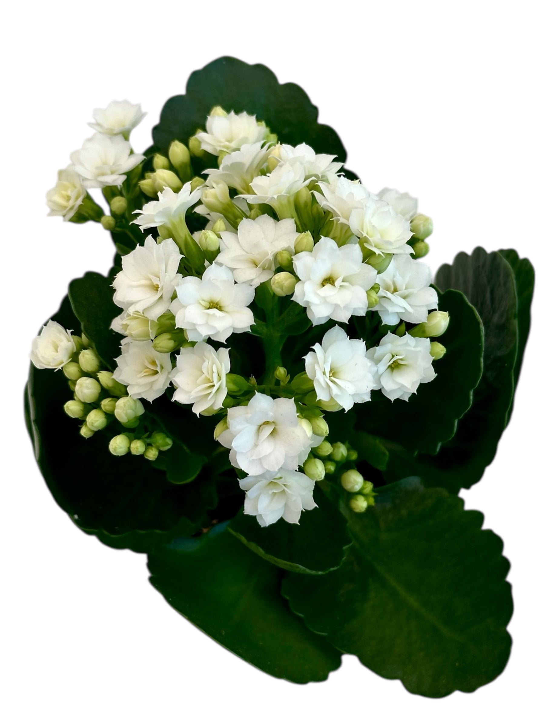 Παχύφυτο Καλαγχόη καλαντίβα λευκό Φ7εκ.