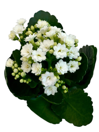 Παχύφυτο Καλαγχόη καλαντίβα λευκό Φ7εκ.