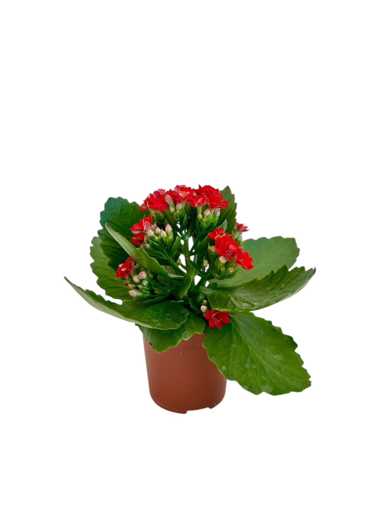 Παχύφυτο Καλαγχόη καλαντίβα κόκκινο Φ7εκ.