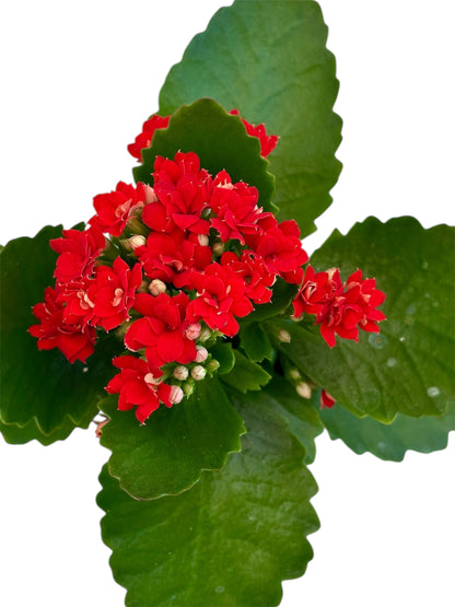 Παχύφυτο Καλαγχόη καλαντίβα κόκκινο Φ7εκ.