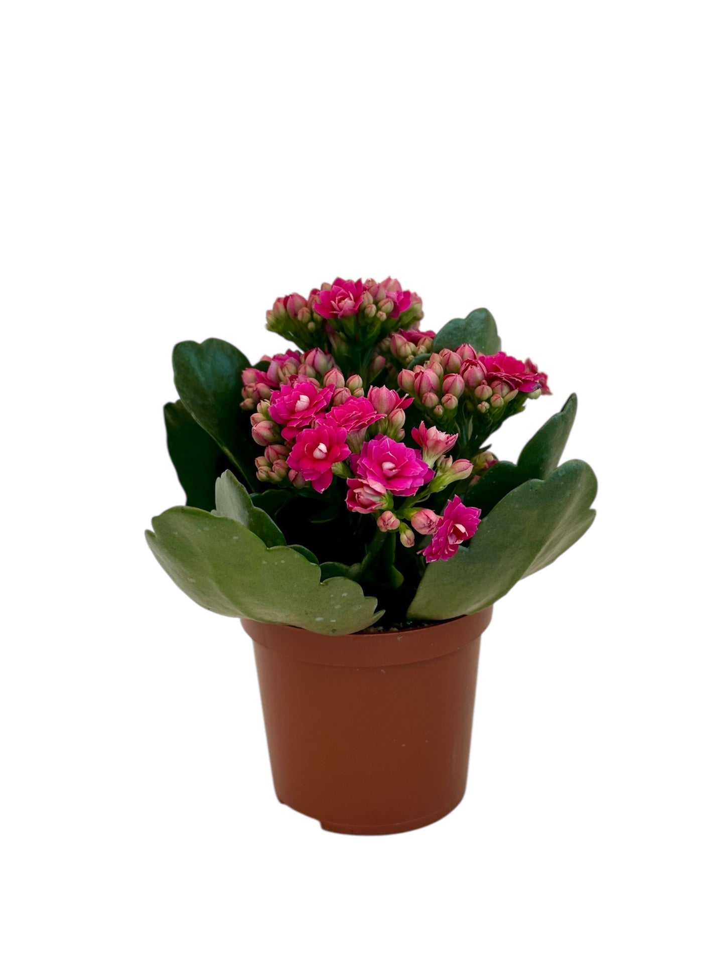 Παχύφυτο Καλαγχόη καλαντίβα ματζεντα Φ7εκ.