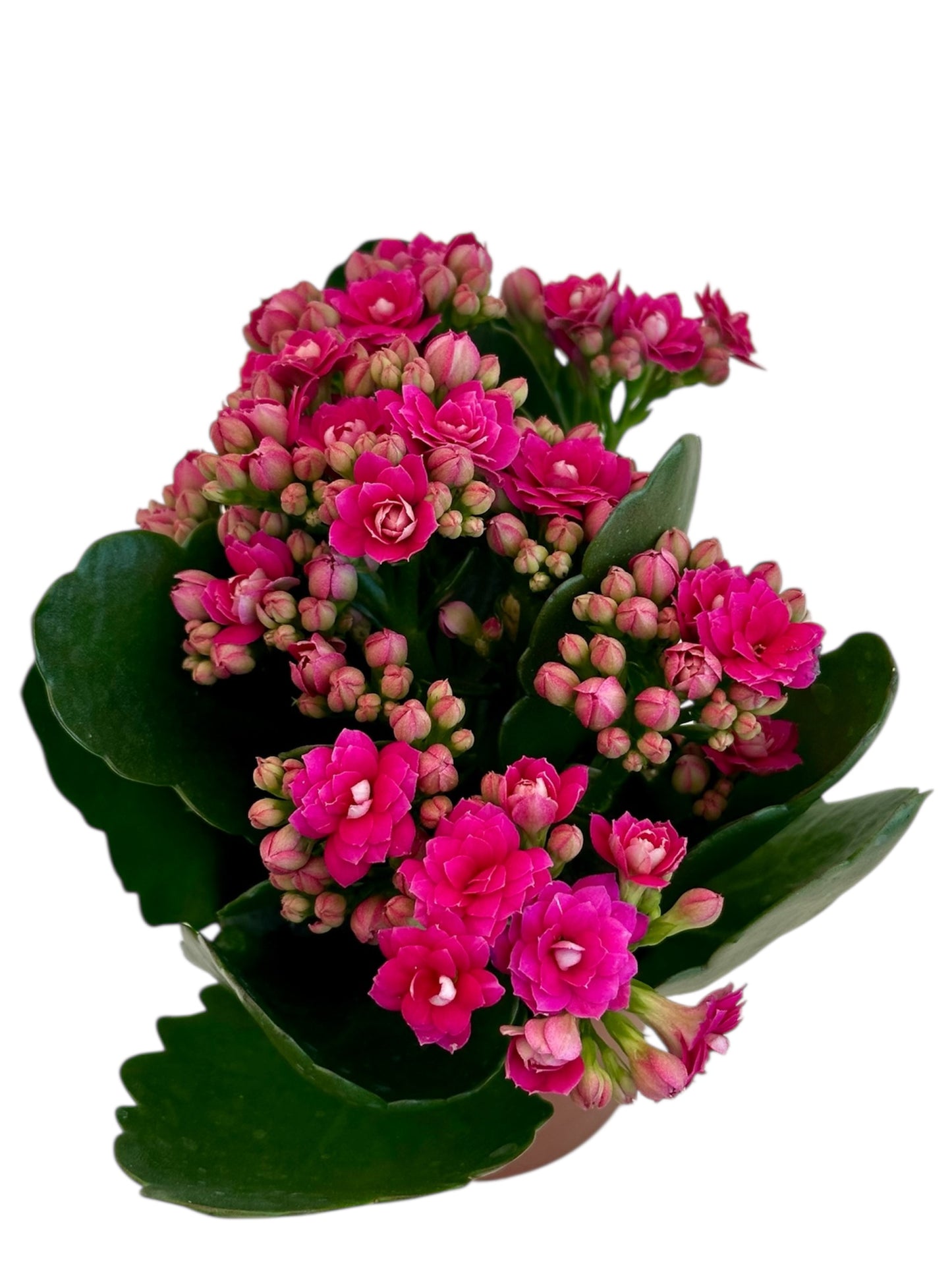 Παχύφυτο Καλαγχόη καλαντίβα ματζεντα Φ7εκ.