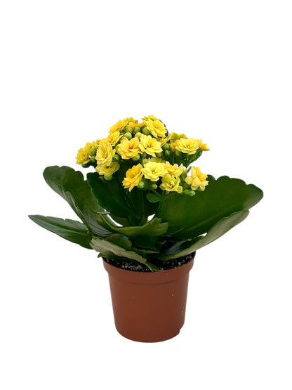 Παχύφυτο Καλαγχόη καλαντίβα Κίτρινο Φ7εκ.