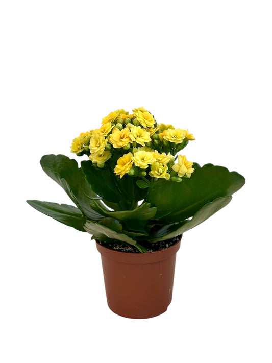 Παχύφυτο Καλαγχόη καλαντίβα Κίτρινο Φ7εκ.