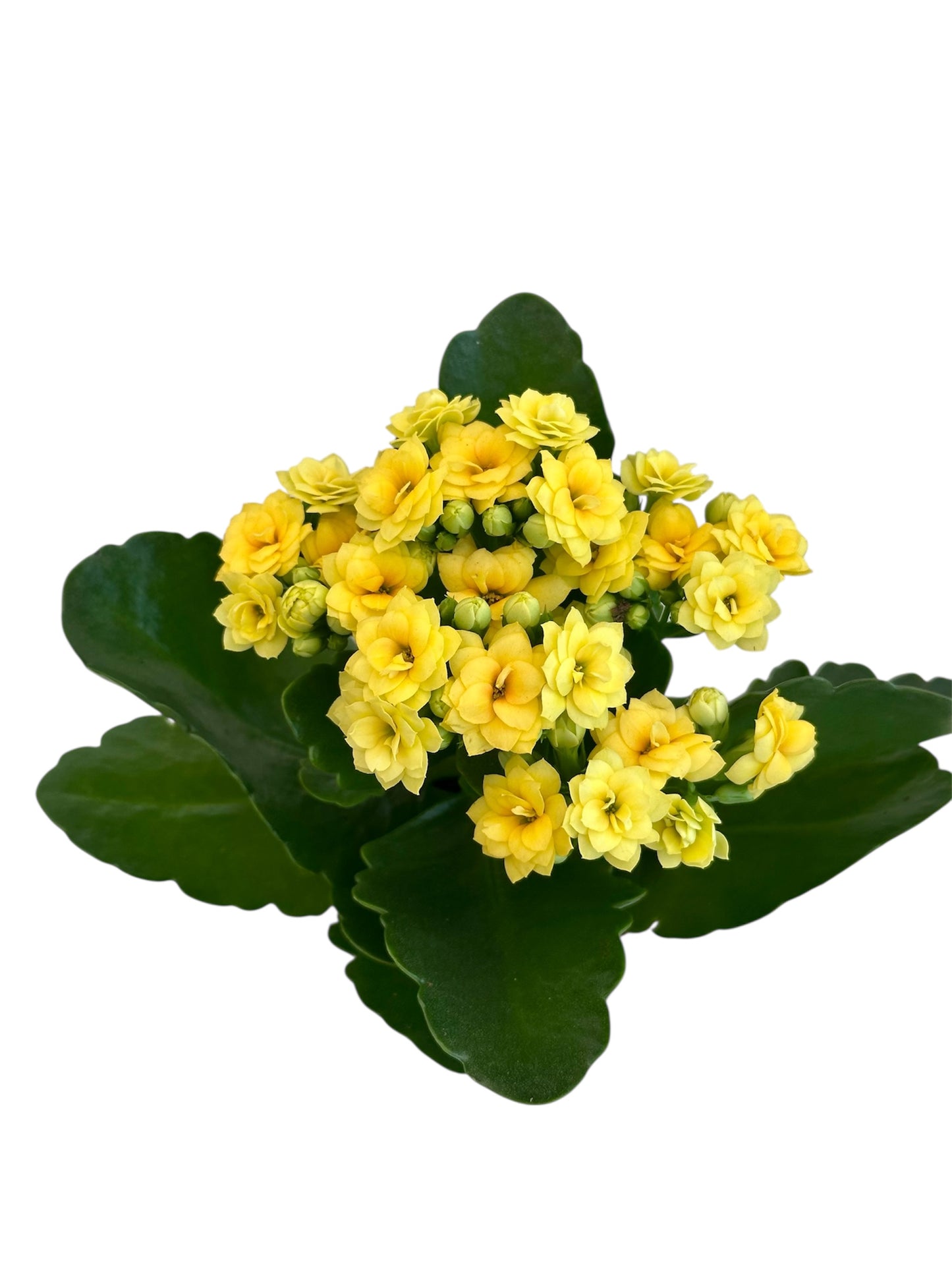 Παχύφυτο Καλαγχόη καλαντίβα Κίτρινο Φ7εκ.