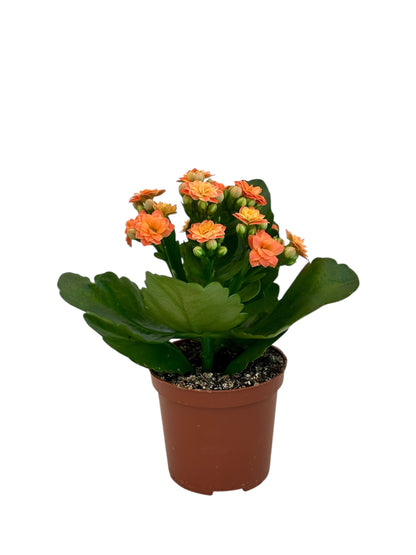 Παχύφυτο Καλαγχόη καλαντίβα πορτοκαλί Φ7εκ.