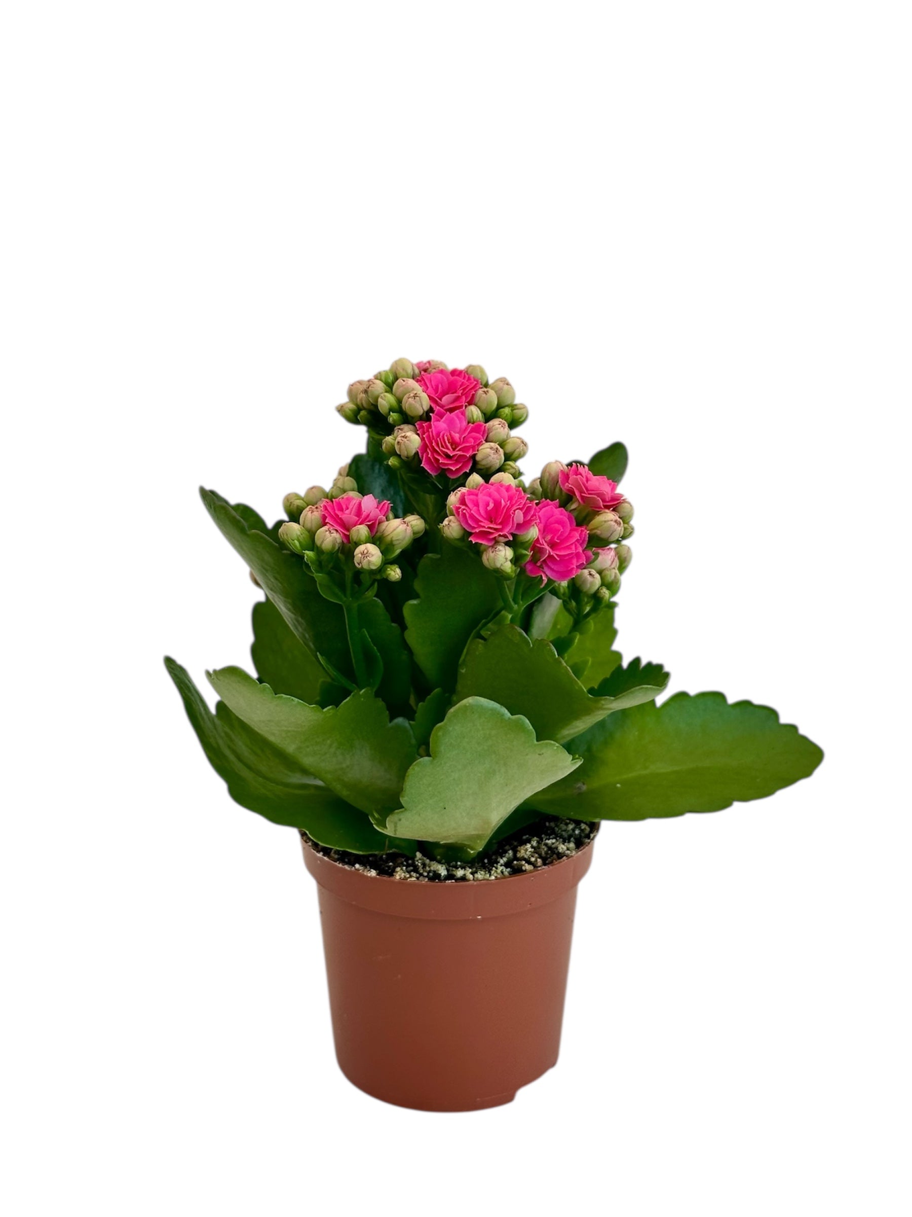 Παχύφυτο Καλαγχόη καλαντίβα φούξια Φ7εκ.