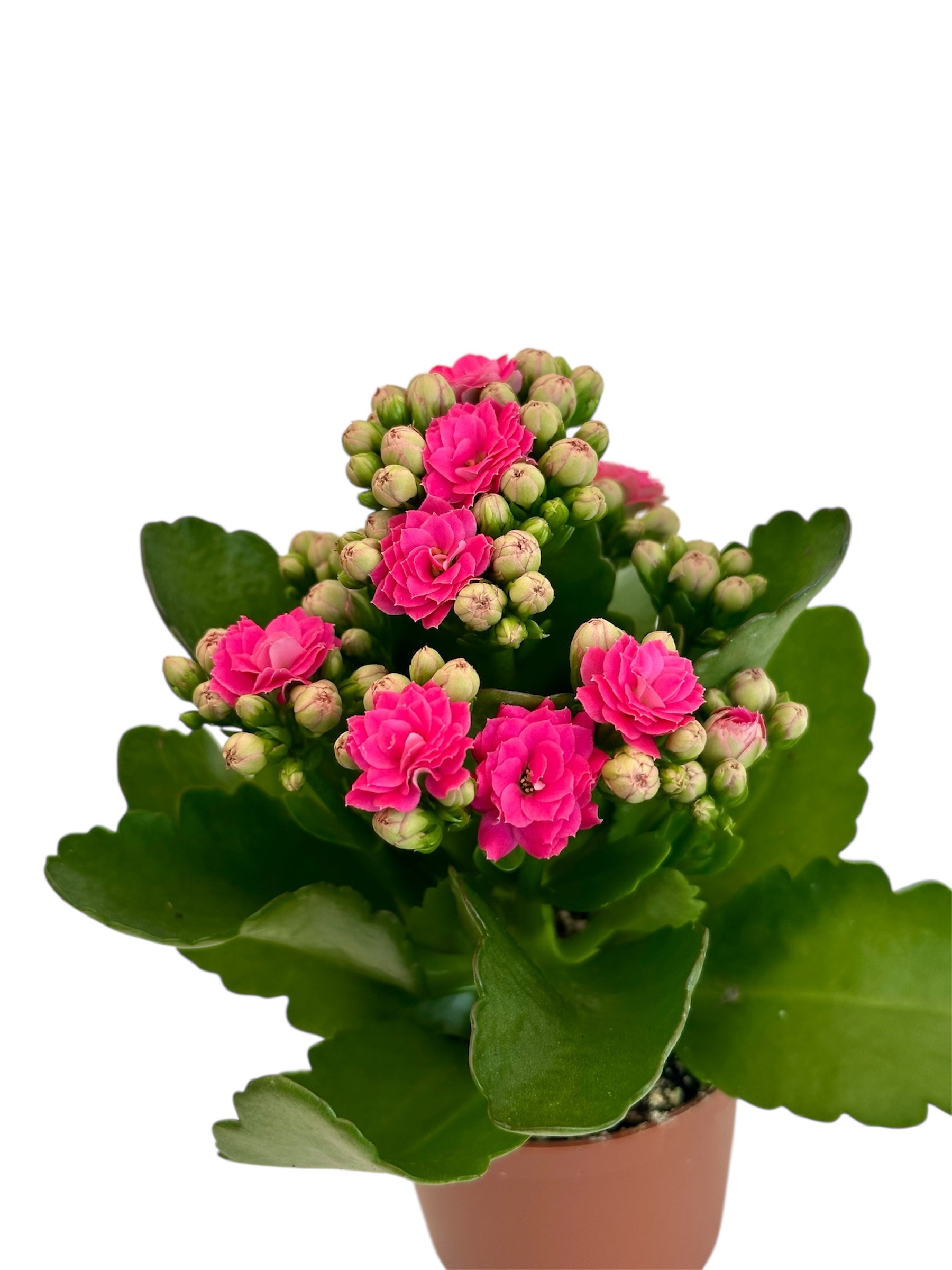 Παχύφυτο Καλαγχόη καλαντίβα φούξια Φ7εκ.