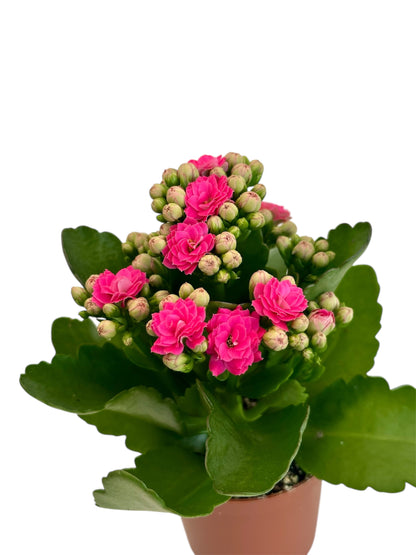 Παχύφυτο Καλαγχόη καλαντίβα φούξια Φ7εκ.