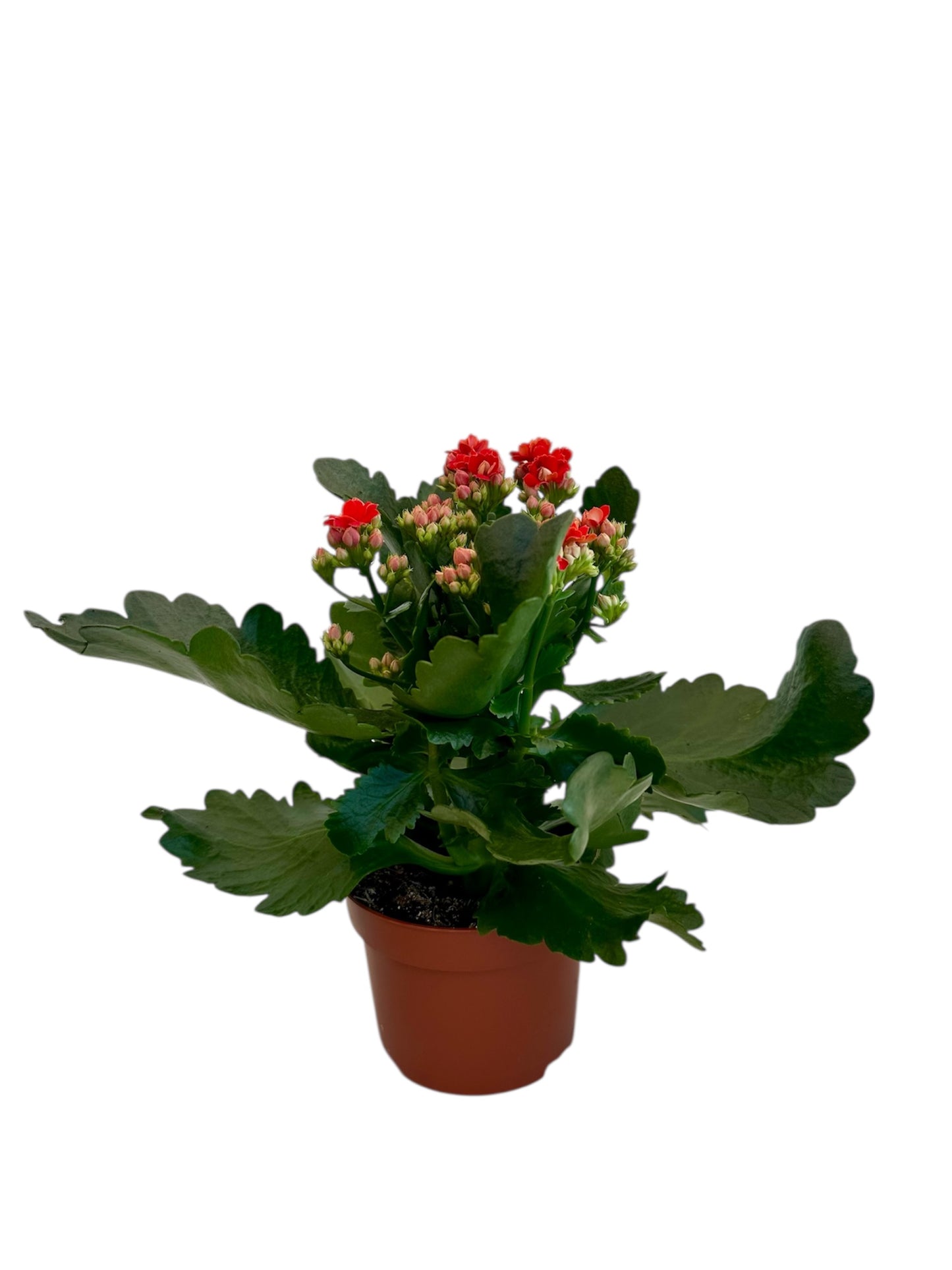 Παχύφυτο Καλαγχόη καλαντίβα κόκκινο Φ10.5εκ.