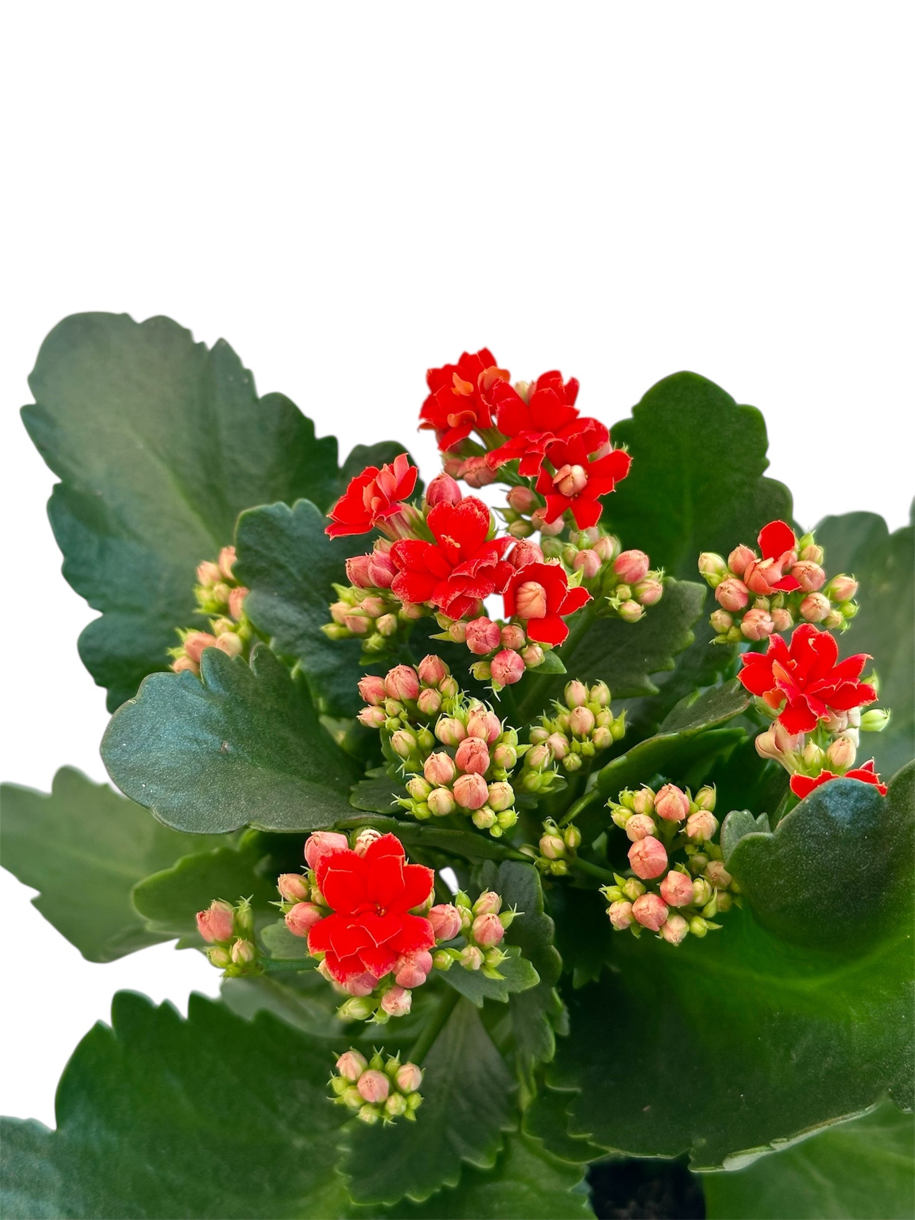 Παχύφυτο Καλαγχόη καλαντίβα κόκκινο Φ10.5εκ.