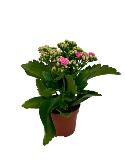 Παχύφυτο Καλαγχόη καλαντίβα φούξια Φ10.5εκ.