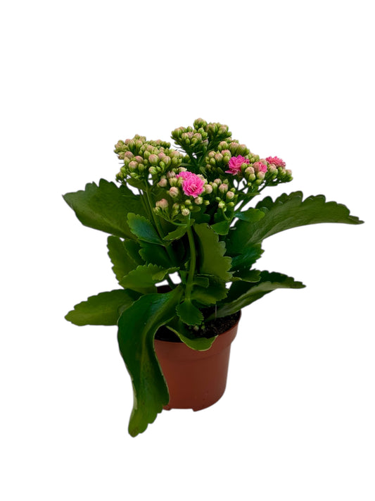 Παχύφυτο Καλαγχόη καλαντίβα φούξια Φ10.5εκ.