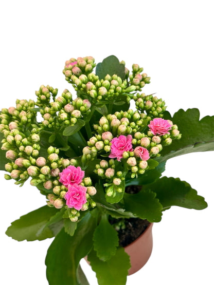 Παχύφυτο Καλαγχόη καλαντίβα φούξια Φ10.5εκ.