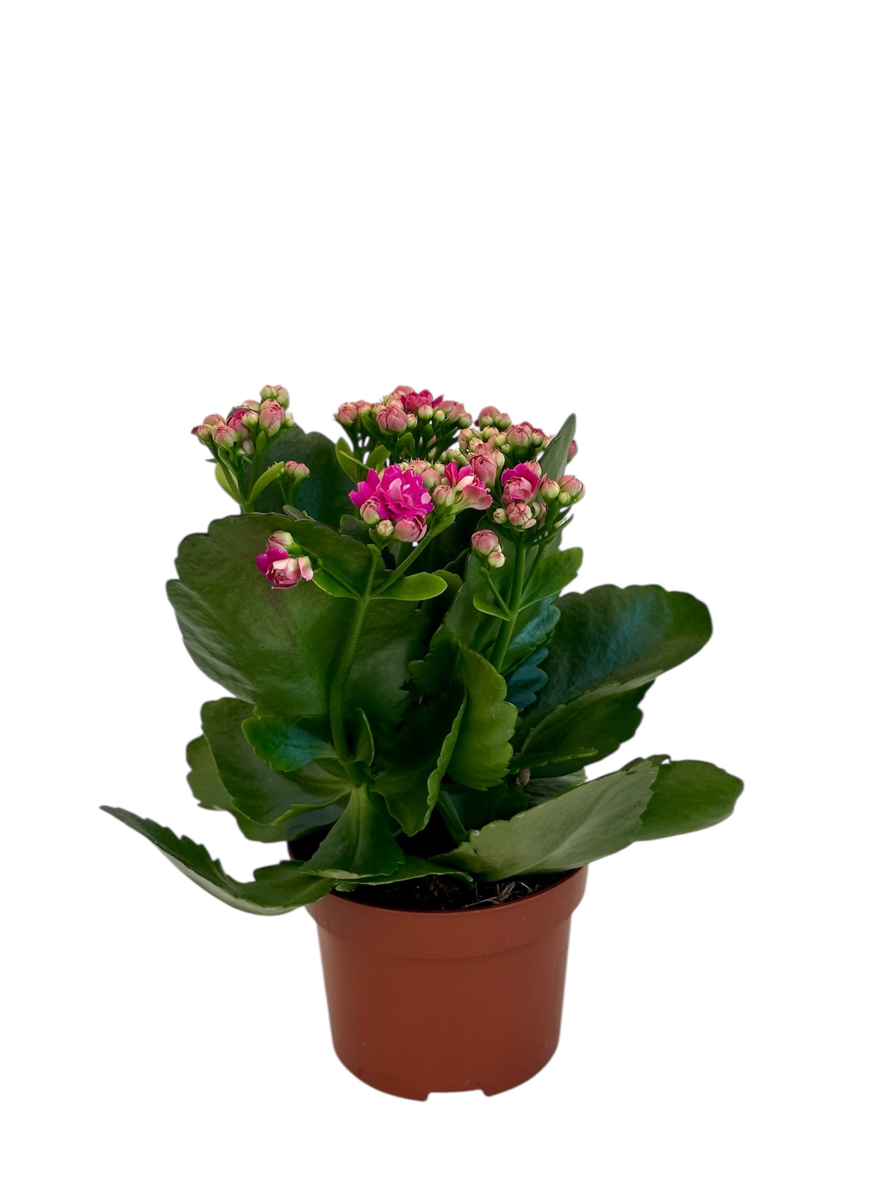 Παχύφυτο Καλαγχόη καλαντίβα ματζέντα Φ10.5εκ.