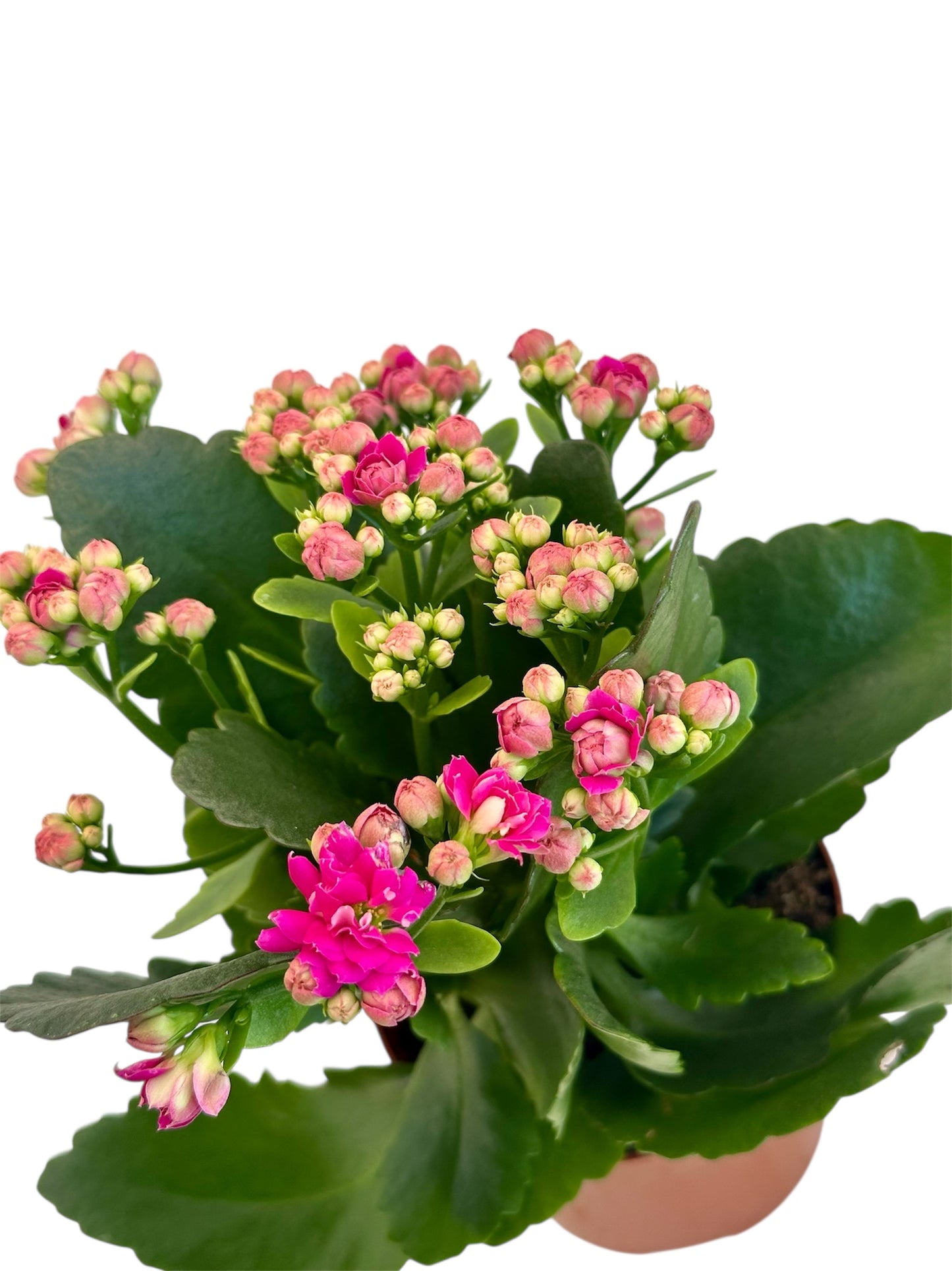 Παχύφυτο Καλαγχόη καλαντίβα ματζέντα Φ10.5εκ.