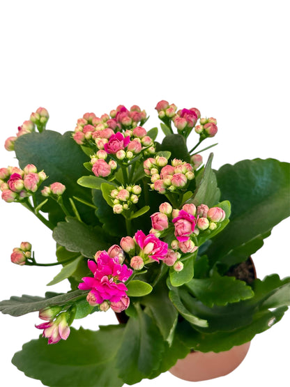 Παχύφυτο Καλαγχόη καλαντίβα ματζέντα Φ10.5εκ.