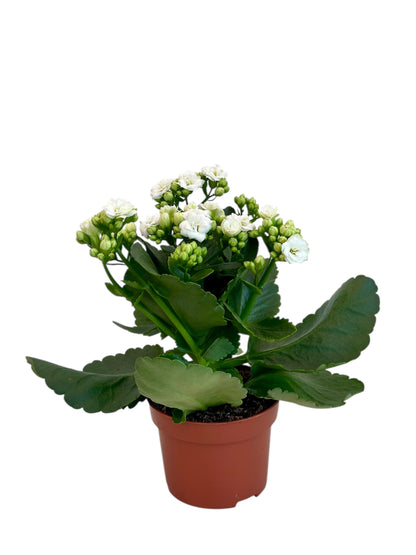 Παχύφυτο Καλαγχόη καλαντίβα λευκό Φ10.5εκ.