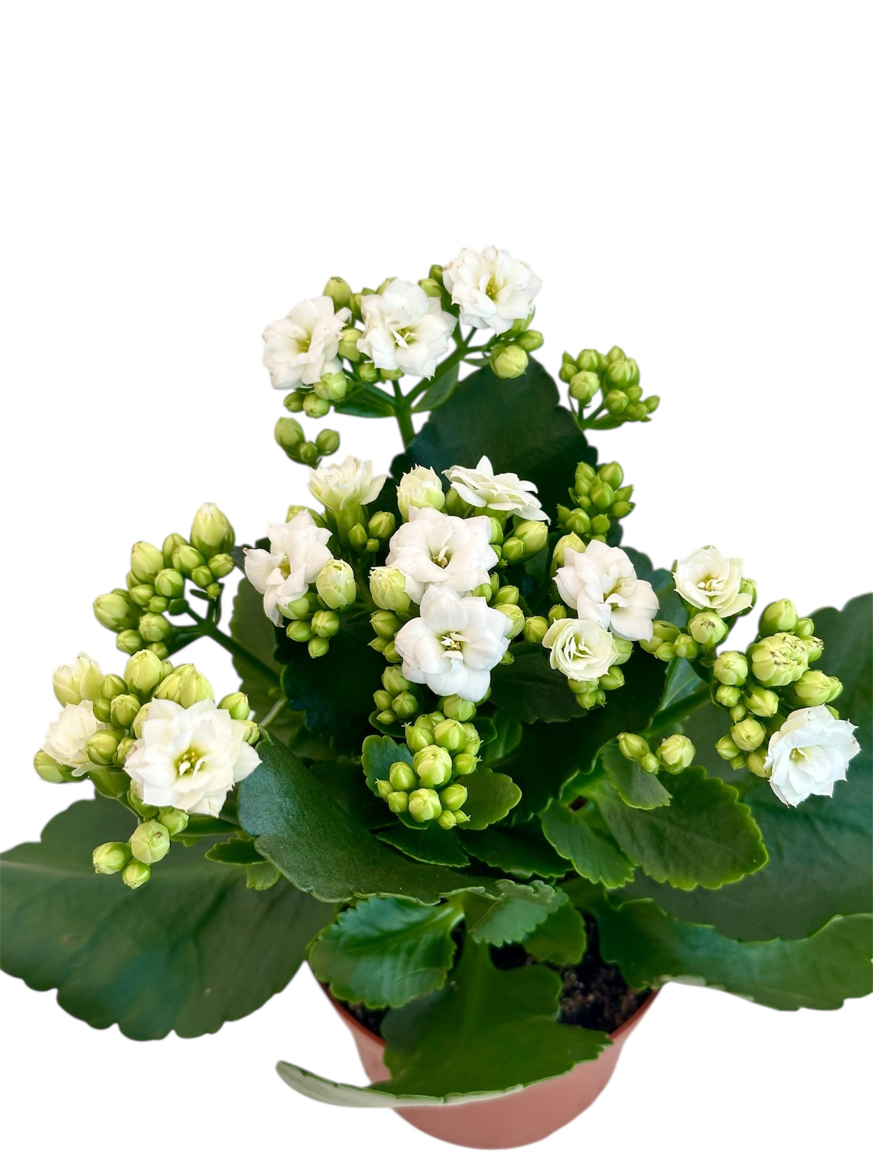 Παχύφυτο Καλαγχόη καλαντίβα λευκό Φ10.5εκ.