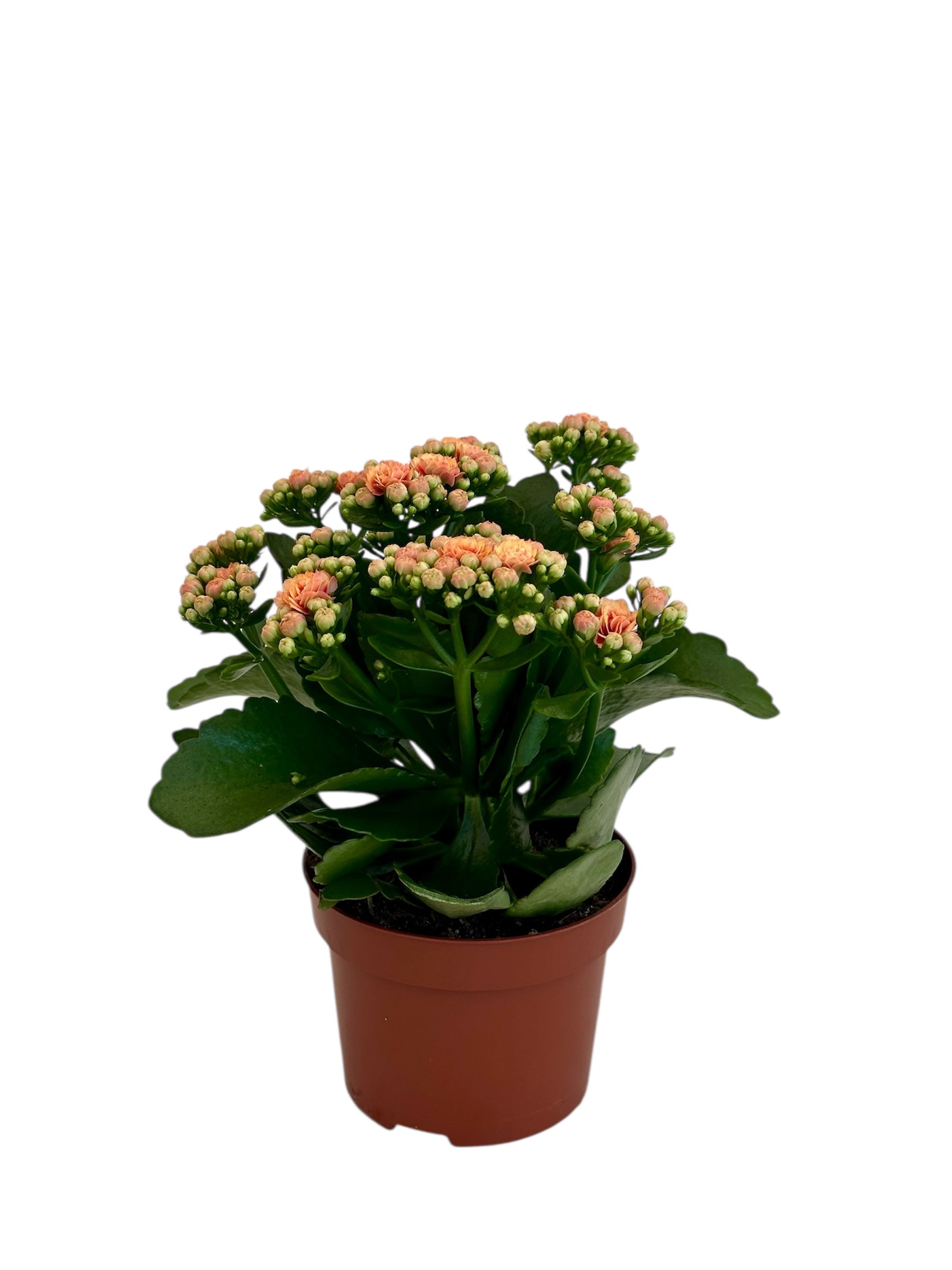 Παχύφυτο Καλαγχόη καλαντίβα σομον Φ10.5εκ.