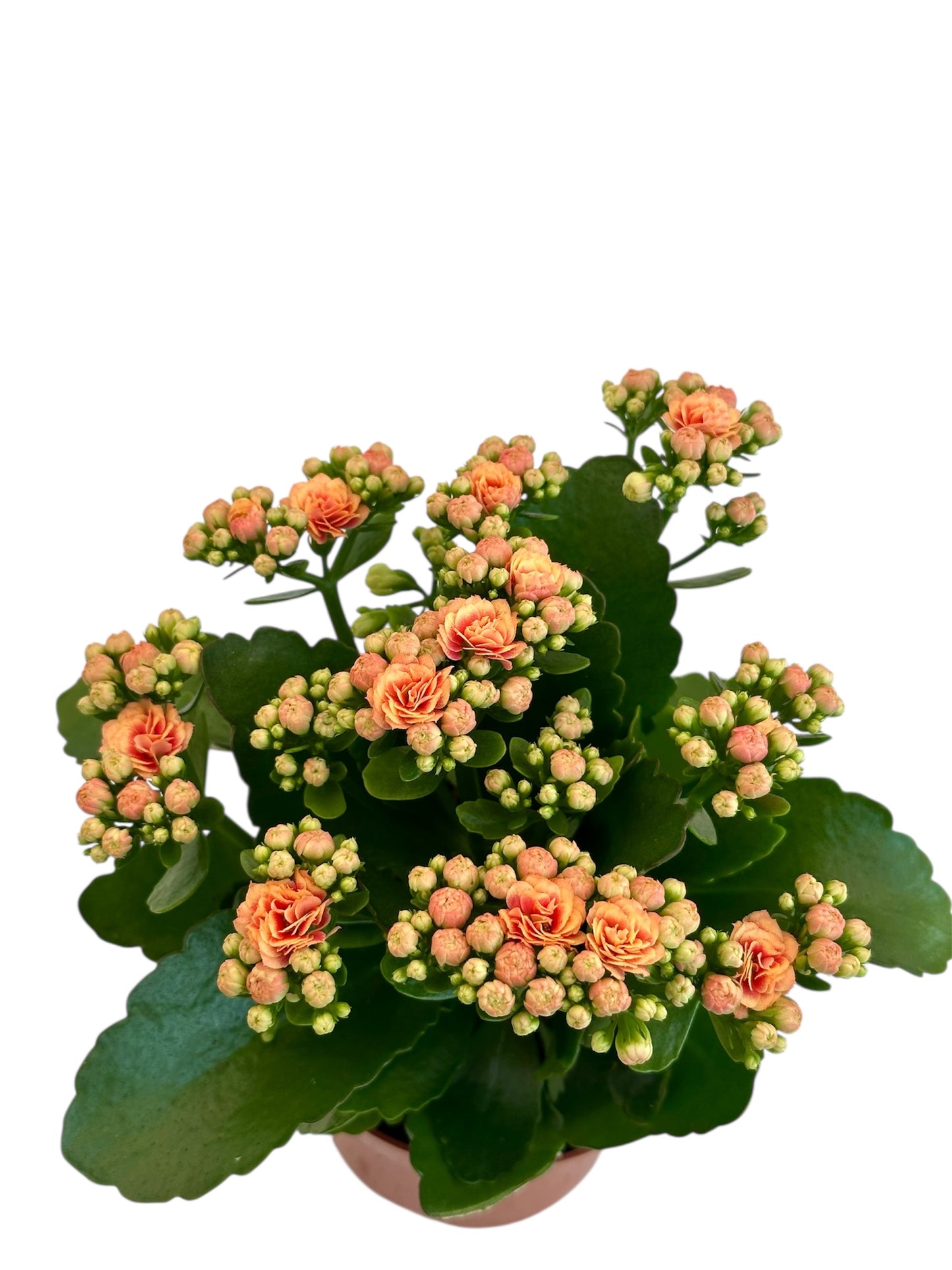 Παχύφυτο Καλαγχόη καλαντίβα σομον Φ10.5εκ.