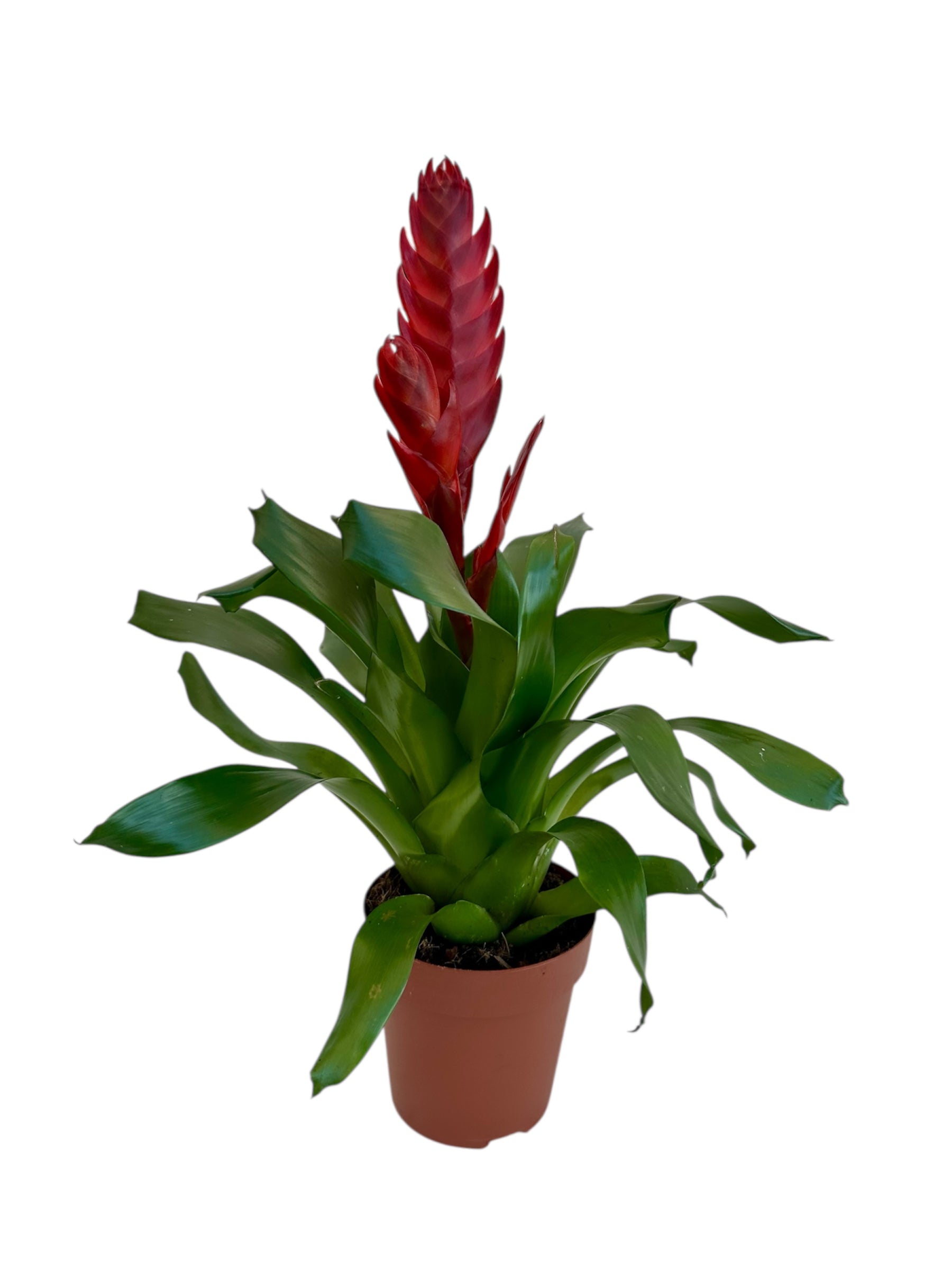 Βριέζια - Vriesea κόκκινη Φ12εκ.