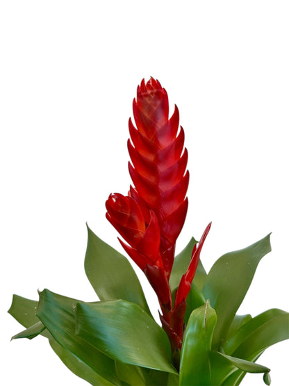 Βριέζια - Vriesea κόκκινη Φ12εκ.