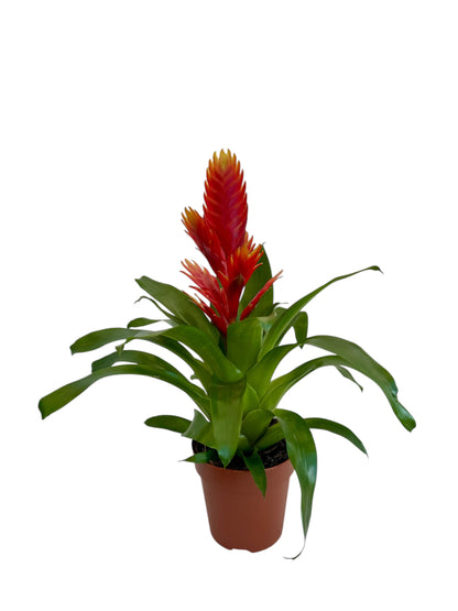 Βριέζια - Vriesea κόκκινο κίτρινο Φ12εκ.