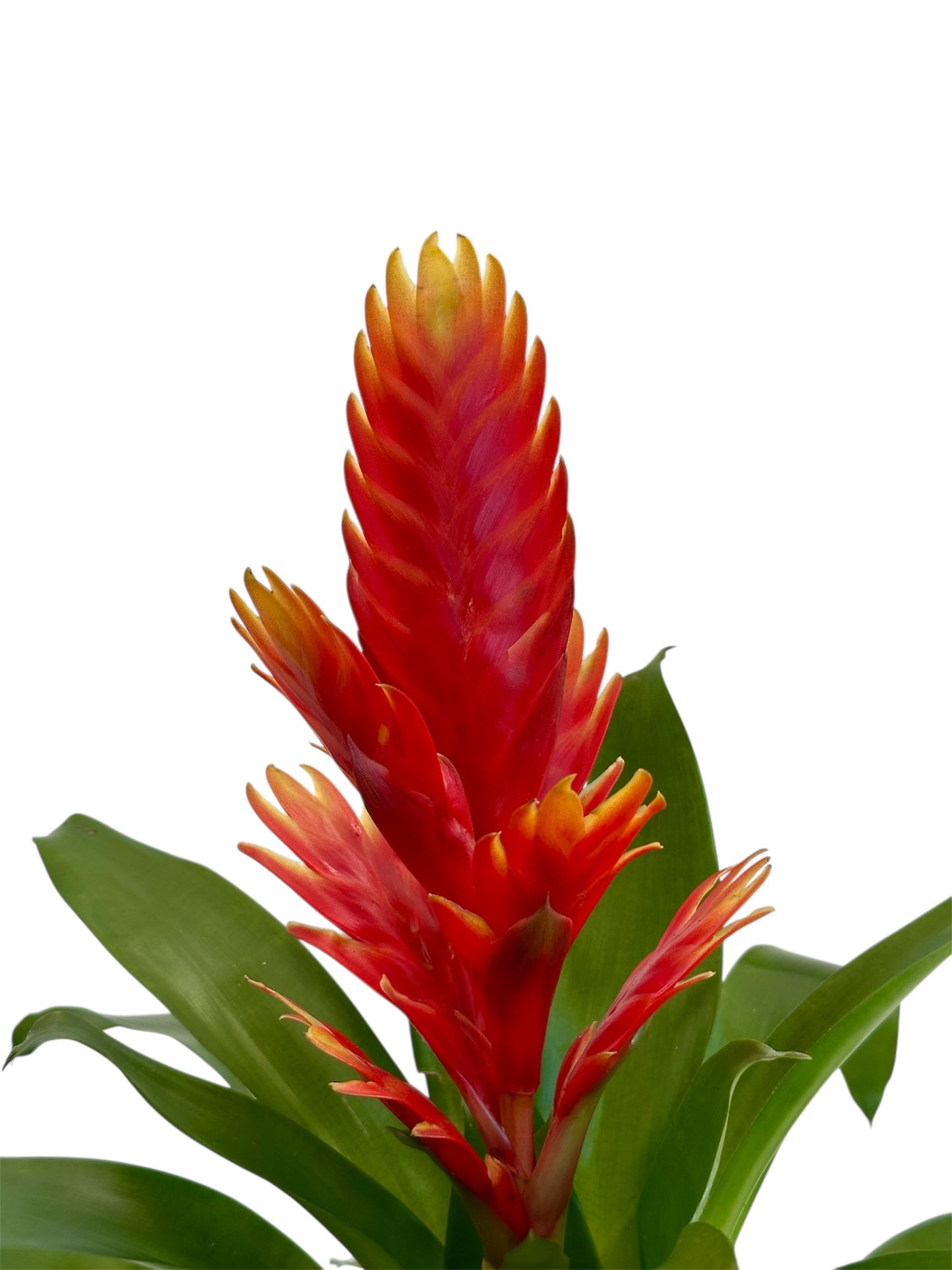 Βριέζια - Vriesea κόκκινο κίτρινο Φ12εκ.