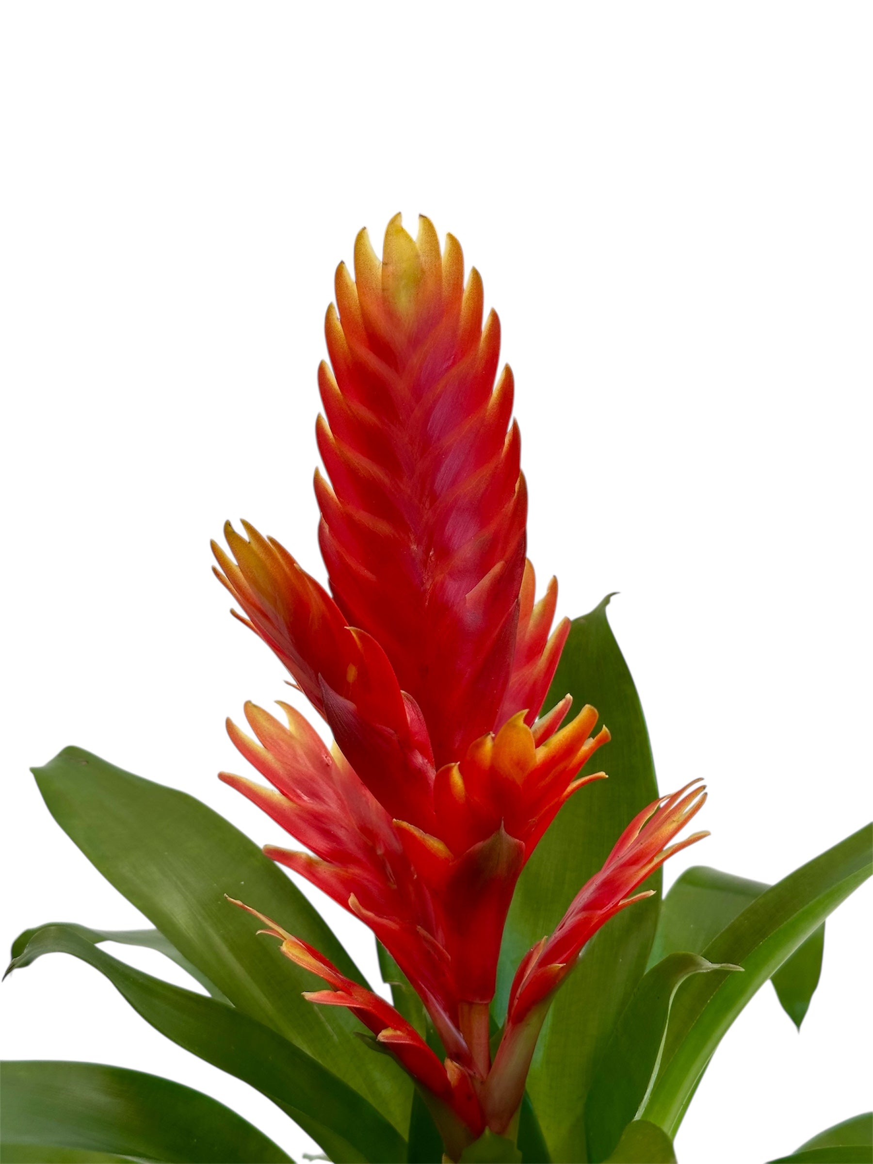 Βριέζια - Vriesea κόκκινο κίτρινο Φ12εκ.