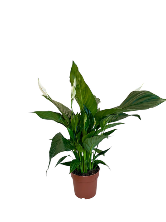 Σπαθίφυλλο Φ13εκ.