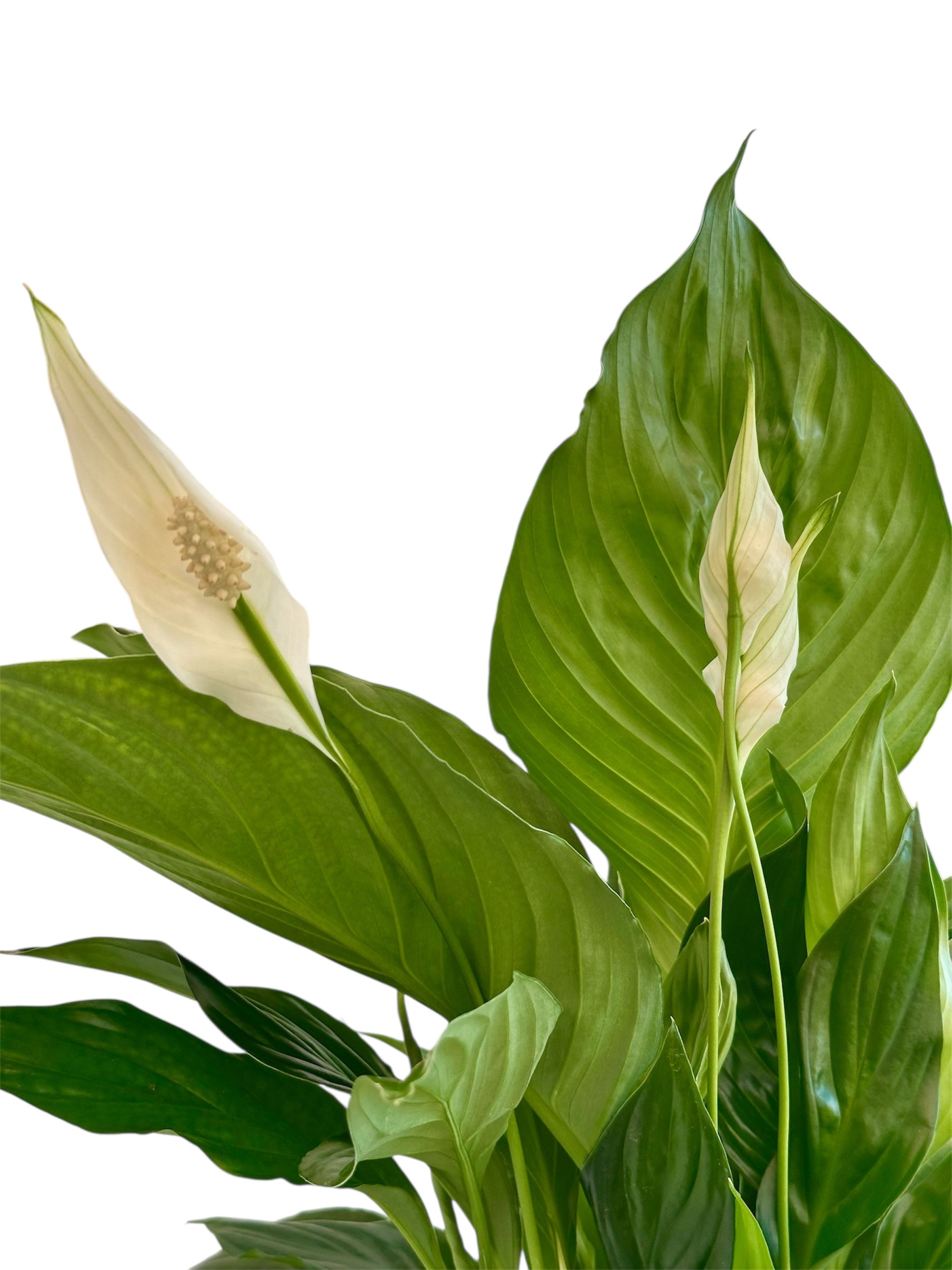 Σπαθίφυλλο Φ13εκ.