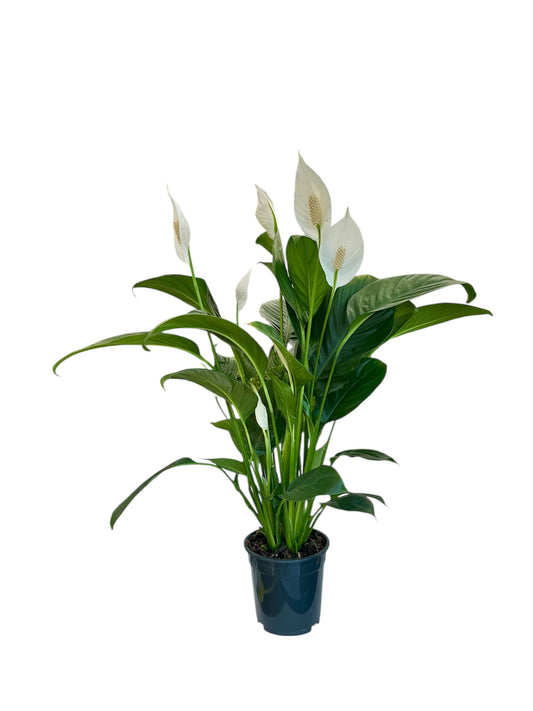 Σπαθίφυλλο Φ17εκ.