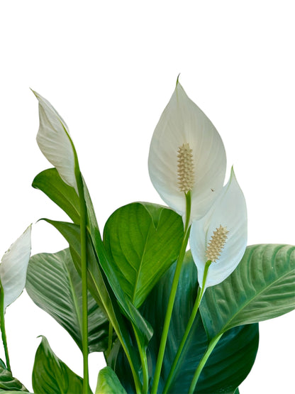 Σπαθίφυλλο Φ17εκ.