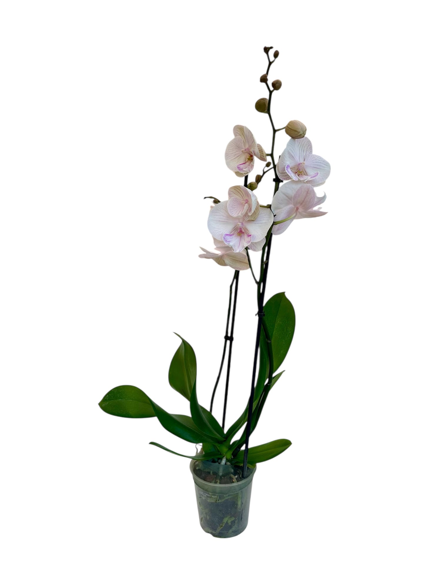 Ορχιδέα Φαλαίνοψις (Phalaenopsis) λευκή ambon Φ12εκ.