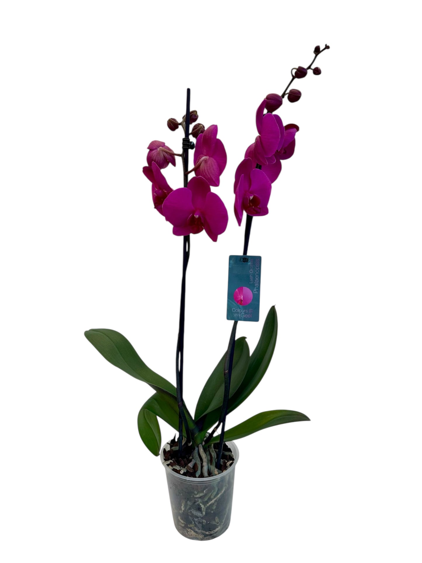 Ορχιδέα Φαλαίνοψις (Phalaenopsis) μωβ Φ12εκ.