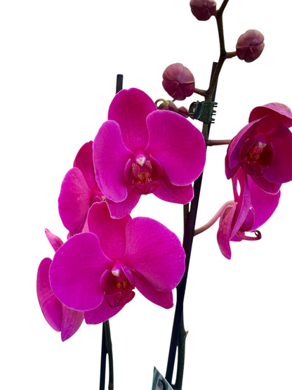 Ορχιδέα Φαλαίνοψις (Phalaenopsis) μωβ Φ12εκ.